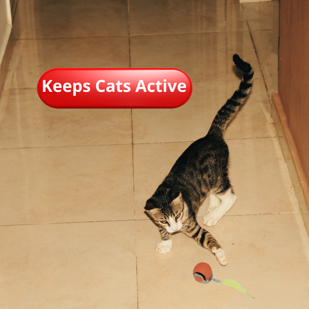 Interactive Cat Ball - Automatic Electric Toy